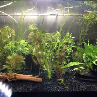 Cabomba Furcata Aquatic Plants 8 10 Stems Shopee Malaysia