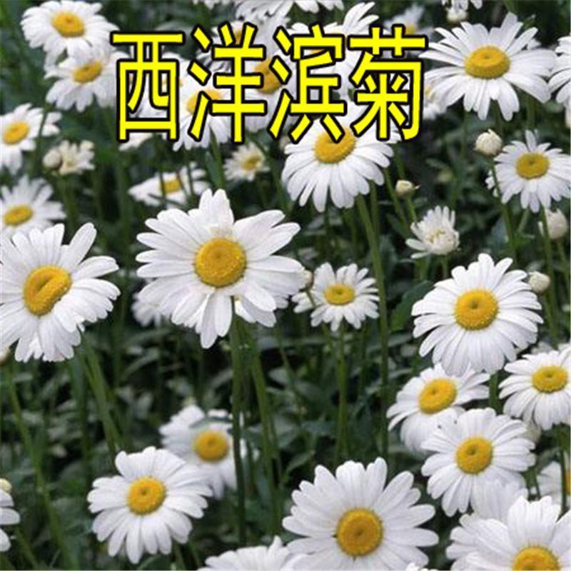 The White Chrysanthemum Seeds Of Chamomile Can Be Plant大滨菊种子白色菊花四季可种易活西洋滨菊户内室外盆栽易生长植物z58f2kd5bf Shopee Malaysia