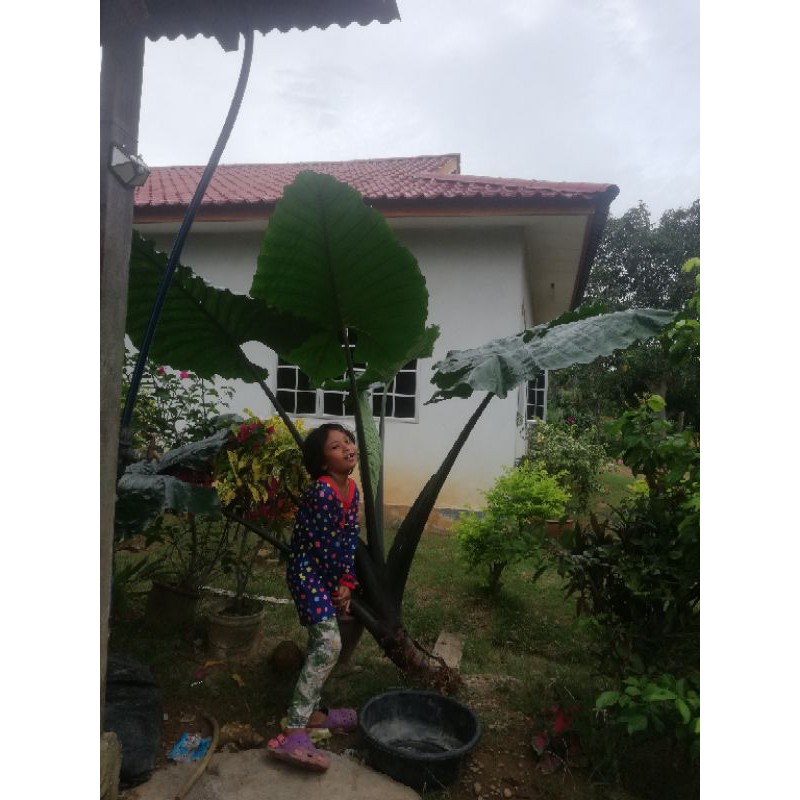 Keladi Gajah Keladi Hiasan Keladi Merah Shopee Malaysia
