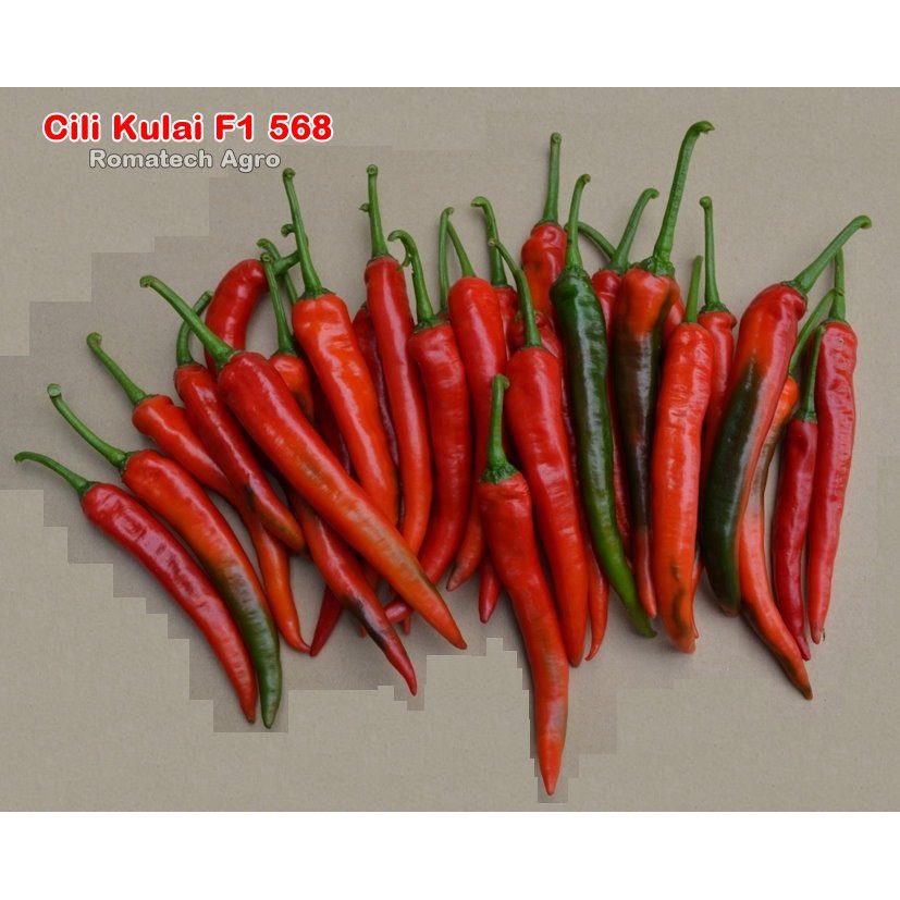 Benih Cili Kulai F1 568 (10g u0026 80g)  Shopee Malaysia