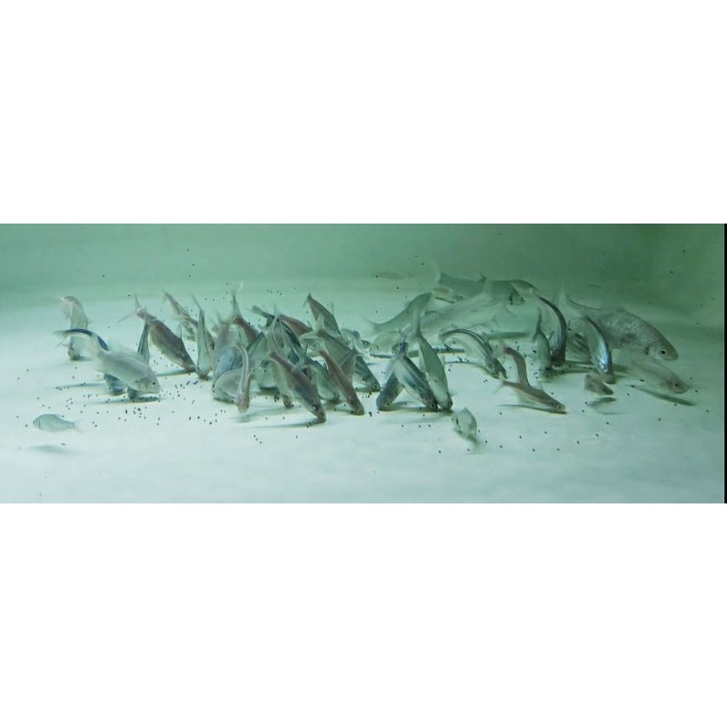 Buy High Protein Sinking Pellet Fish Food Growth Keli Tilapia Catfish Kelah Lobster Koi Kecil S Makanan Anak Ikan Tenggelam Seetracker Malaysia