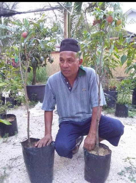 Pokok Laici Hybrid Siam  Shopee Malaysia