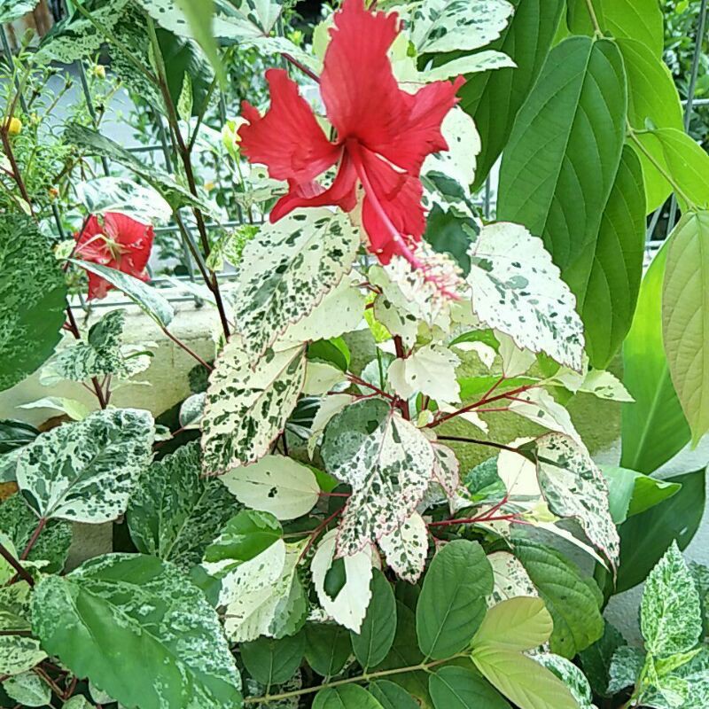 Pokok Bunga Raya Merah Dengan Daun Bercorak Batik Dan 4 Lagi Variasi Pokok Bunga Raya Daun Hijau Corak Batik Shopee Malaysia