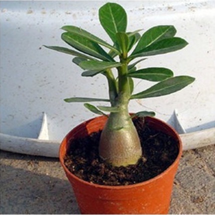 New Arrival Import Adenium Live Plant 原生紫色富贵花沙漠玫瑰盆栽重瓣四季开花好养老桩室内多色阳台花卉绿植盆景多肉 Shopee Malaysia