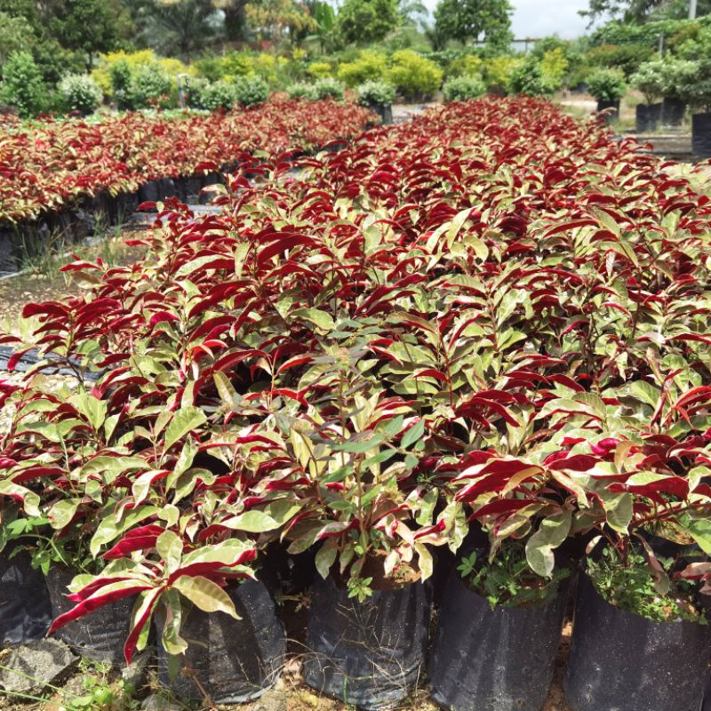 MOVEE - Real live plant [Excoecaria' Jungle Fire '] 红背桂/叶下红