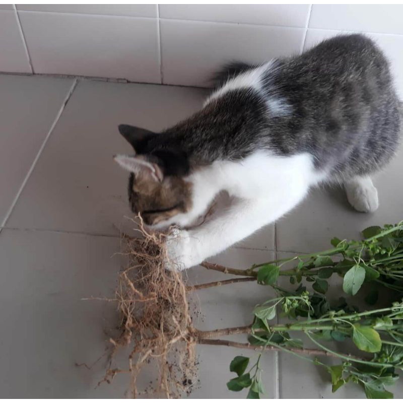 Catnipakar Pokok Kucing Galak 7pcs Shopee Malaysia