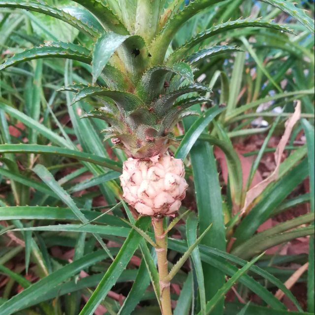 Pokok Nenas Batu Nanas Batu Matang Shopee Malaysia