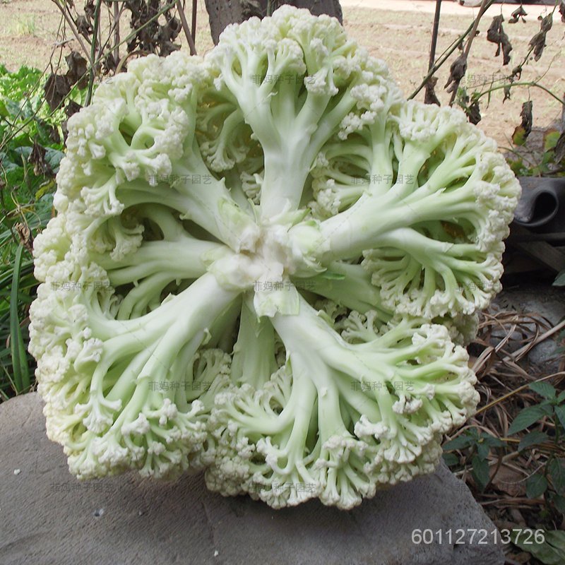 青梗松花菜种子白散花菜白菜花青梗花椰菜种籽大田春秋播蔬菜种孑 Shopee Malaysia