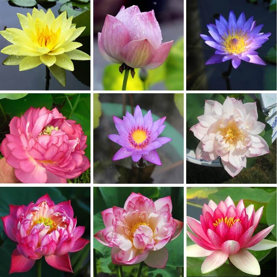  Bunga  Teratai Lotus Flower  Ready Stock Shopee Malaysia