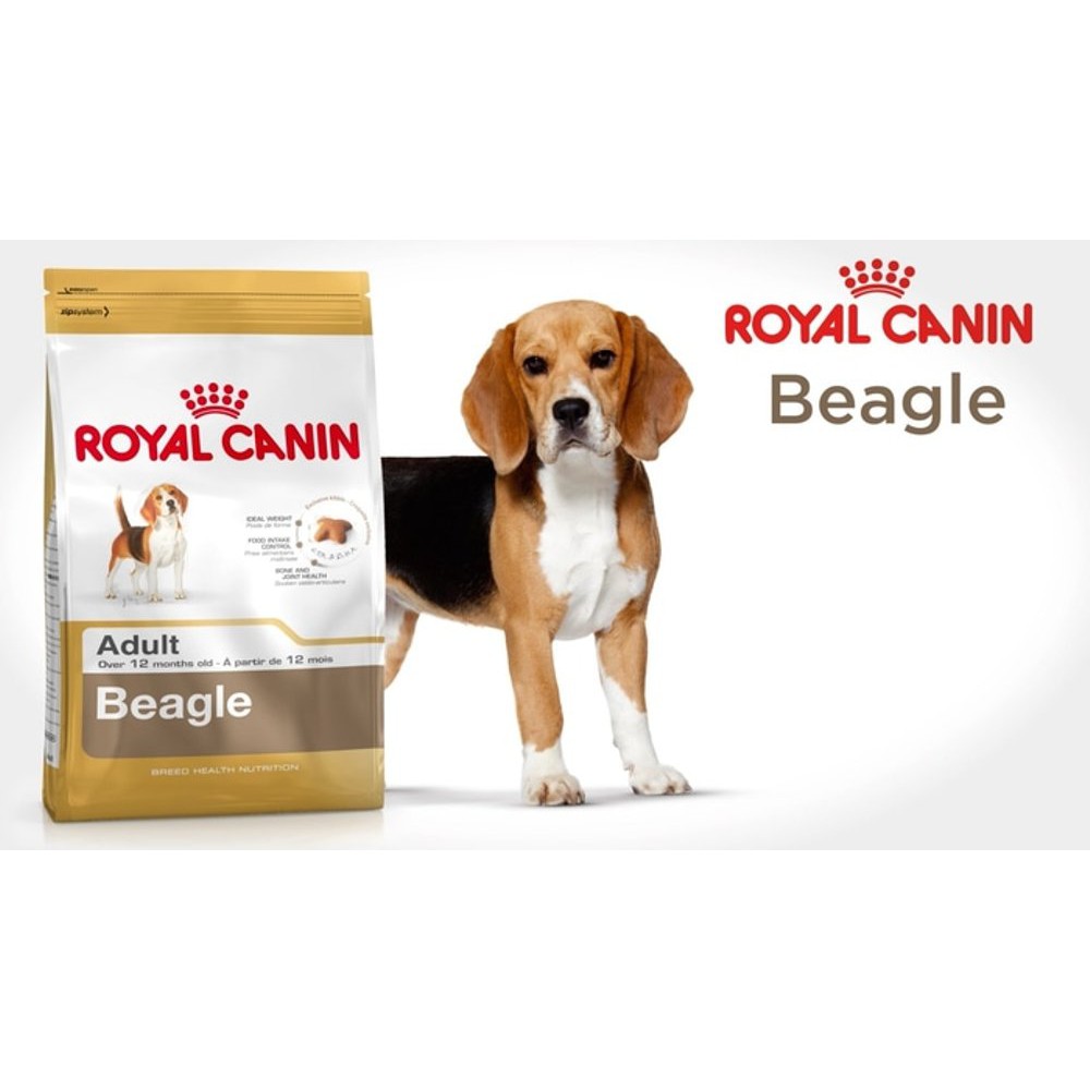 Собака ест из миски. Рацион бигля. Роял канин beagie корм beagle. Бигль друппи. Какой корм для бигля.