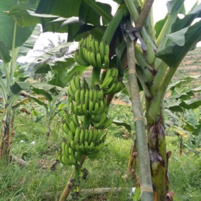 Pokok Pisang Berangan Pisang Jelai Benih Pisang Jelai Anak Pokok Jelai Berangan Shopee Malaysia