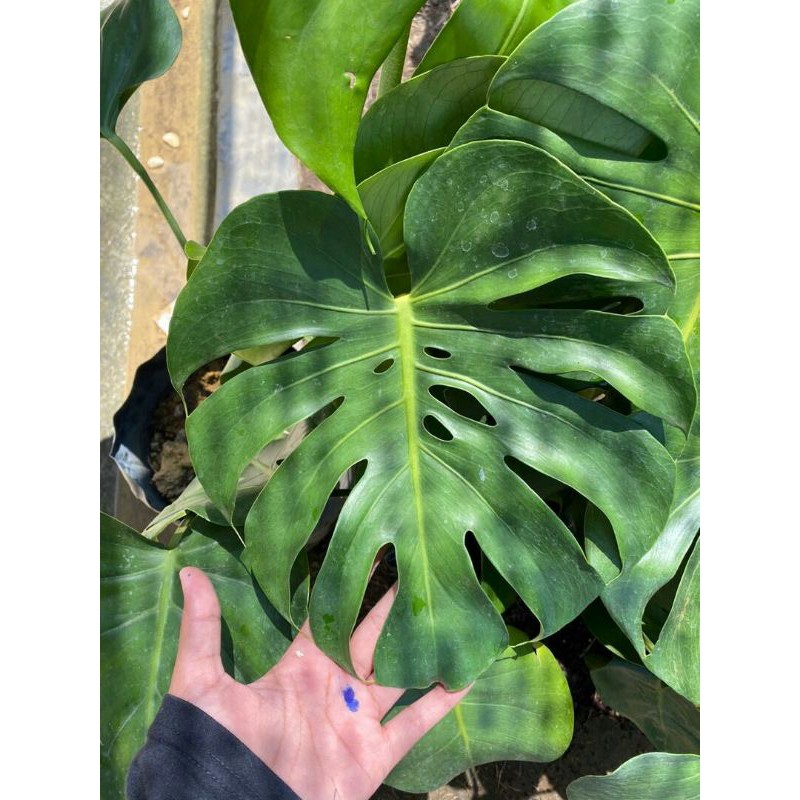 Monstera Deliciosa Real Plant Shopee Malaysia
