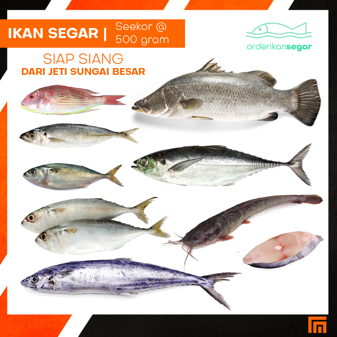 Pelbagai Ikan Segar Siakap Mambung Pelaling Cencaru Kerisi Sardin Keli Siap Siang Dari Jeti Sungai Besar Shopee Malaysia