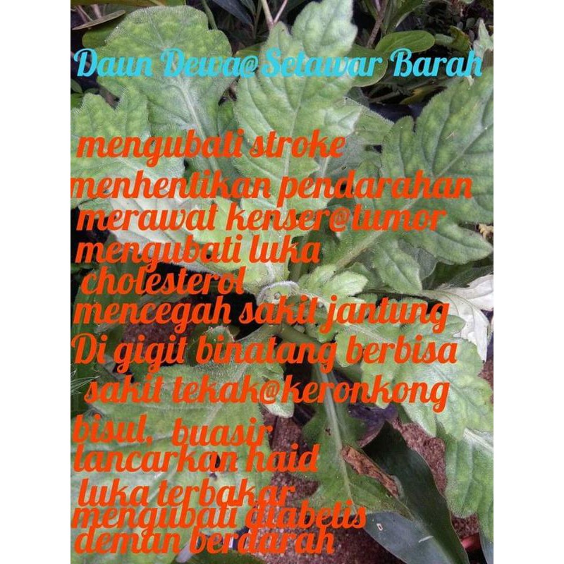 Buy Pokok Daun Dewa Atau Juga Dikenali Sebagai Setawar Barah Beluntas Cina Samsit Merupakan Sejenis Pokok Herba Seetracker Malaysia