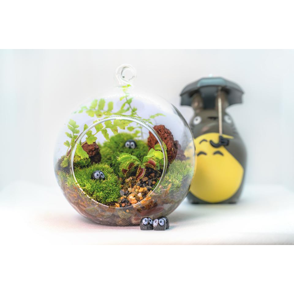 Carnivorous plant terrarium kit Idea