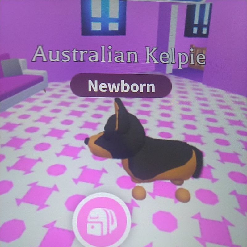 Adopt Me Normal Australian Kelpie Normal Emu Rare Roblox Shopee Malaysia - roblox adopt me australian kelpie