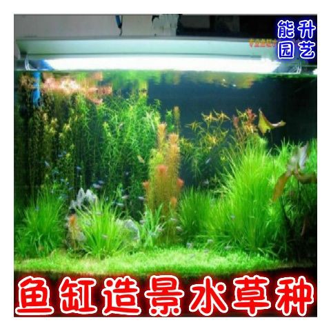 Aquarium Fish Tank Landscaping Aquatic Seeds Mini Dwarf Pearl Seeds 水族箱鱼缸造景水草种子迷你矮珍珠种子金鱼草伊乐藻牛毛草种子11 24 Shopee Malaysia