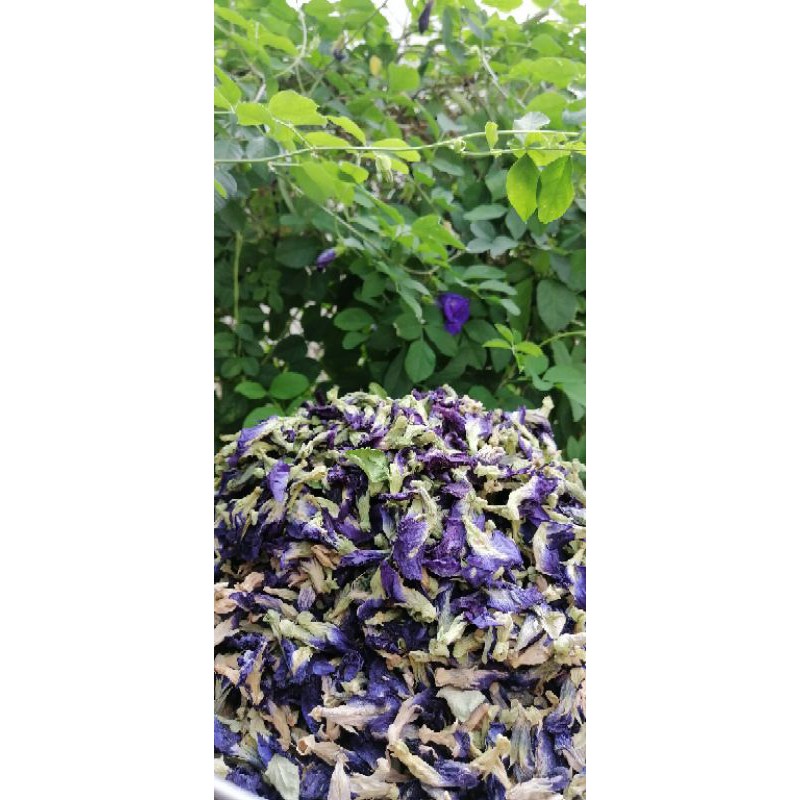 蓝花 蝶豆花 天然花茶 天然无农药 自家种植 Butterfly Pea Flower Shopee Malaysia