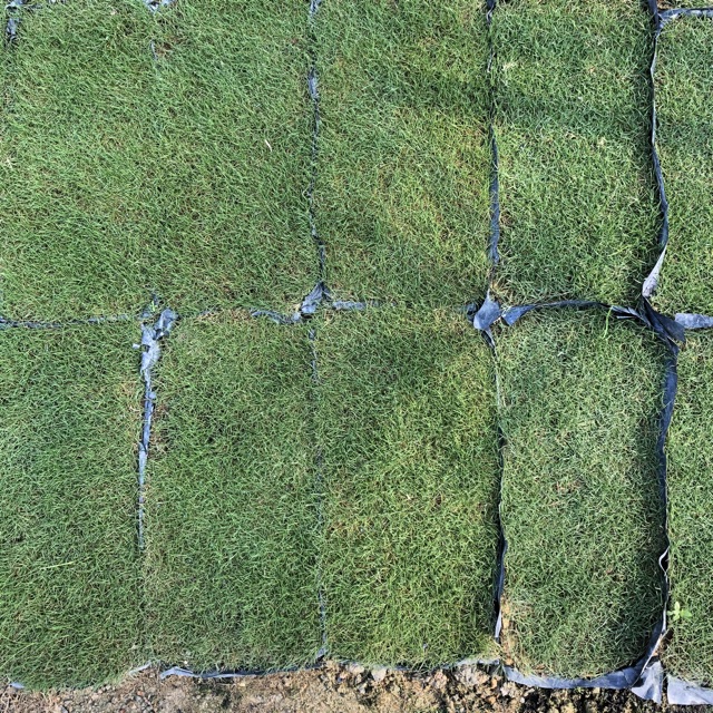 Real Live Grass Philippine Grass Japan Grass Pearl Grass Cow Grass 