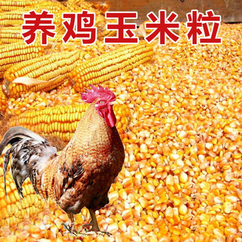 ✍Ayam Corn Feeding Ayam Duri Granul Jagung Makan Makanan Ayam 