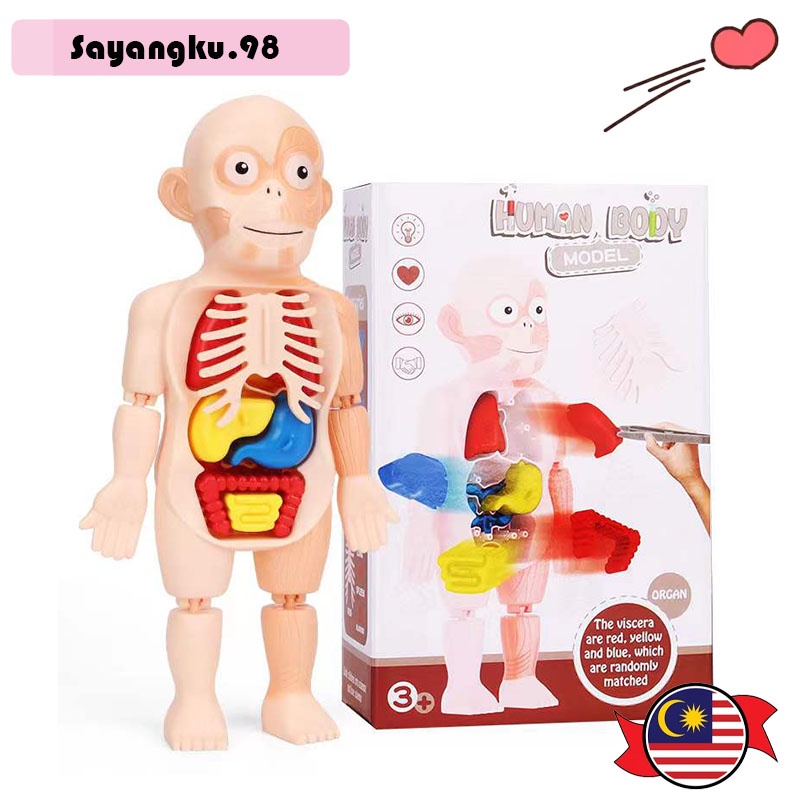 Human Body With Organs Anatomy Learning Toys Laboratory/Montessori 3D