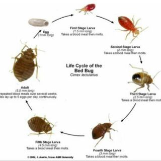 Jangan Guna 2 Warna Ini Pada Sarung Bantal Dan Katil Korang Kalau