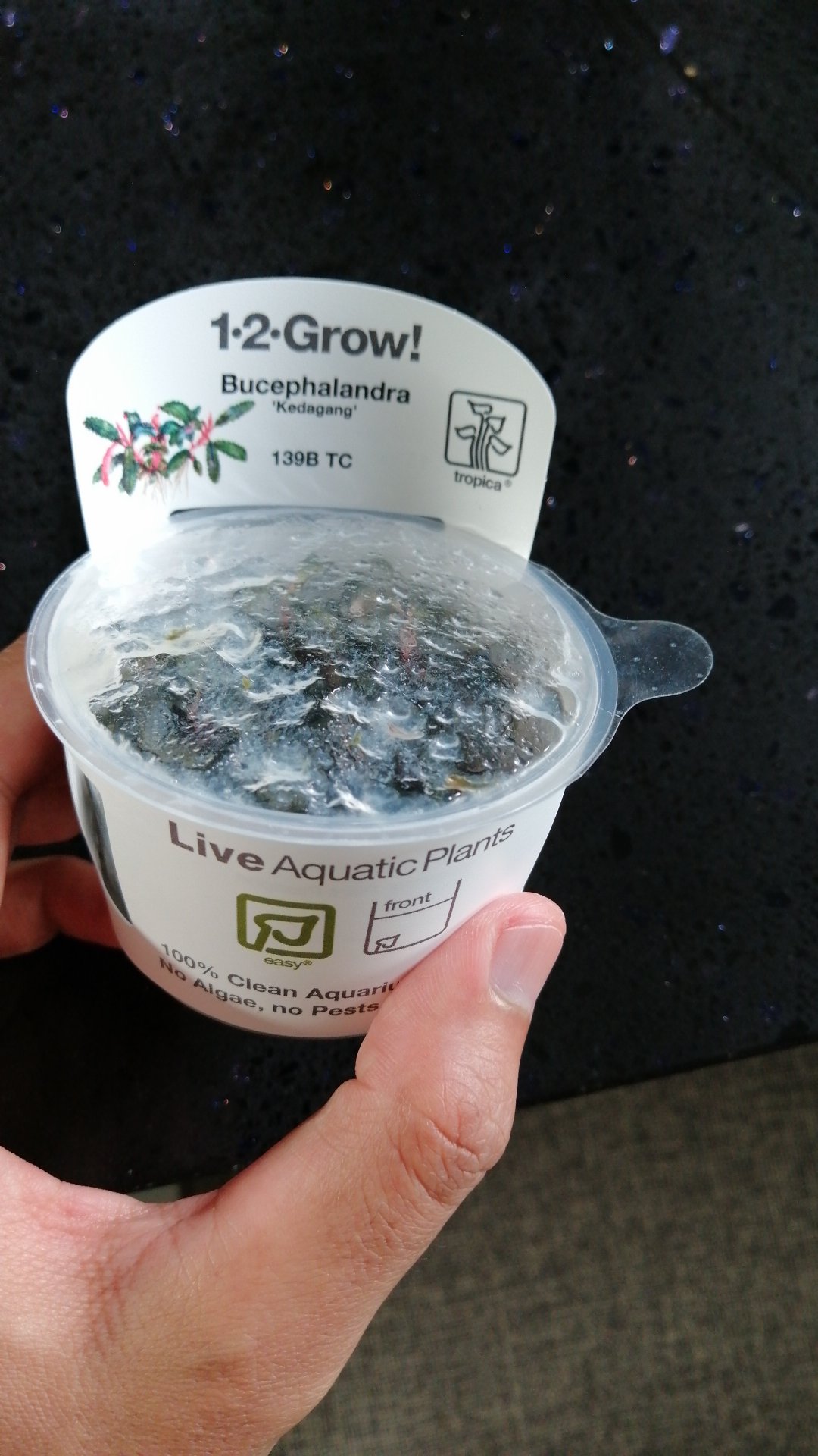 Official Dealer Tropica 1 2 Grow Bucephalandra Kedagang 139b Tc Shopee Malaysia