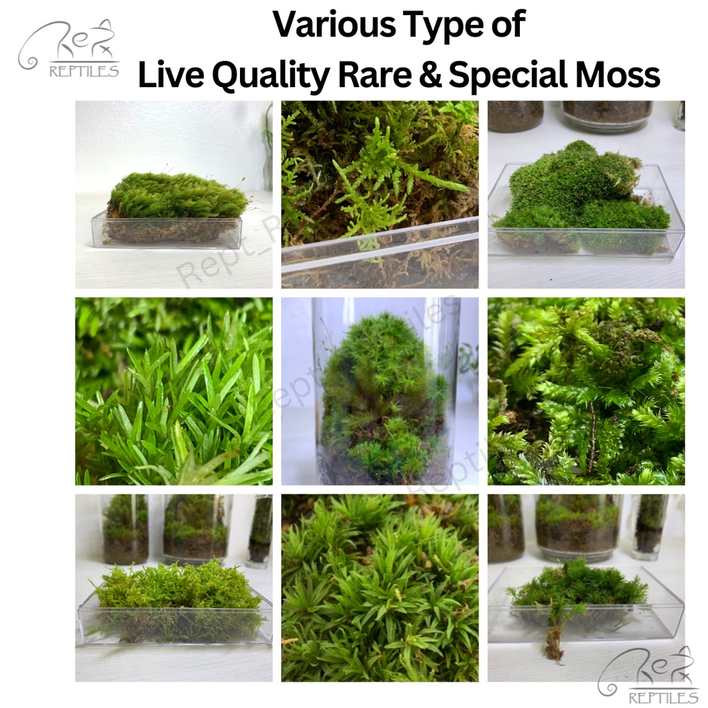 LIVE MOSS / LUMUT HIDUP / Rare Moss / Special Moss ( Terrarium / Moss