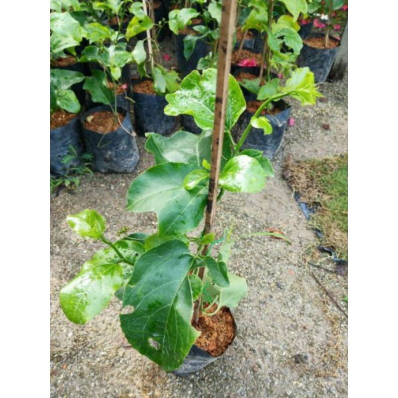 Pokok Buah Markisa Sudah Berbuah
