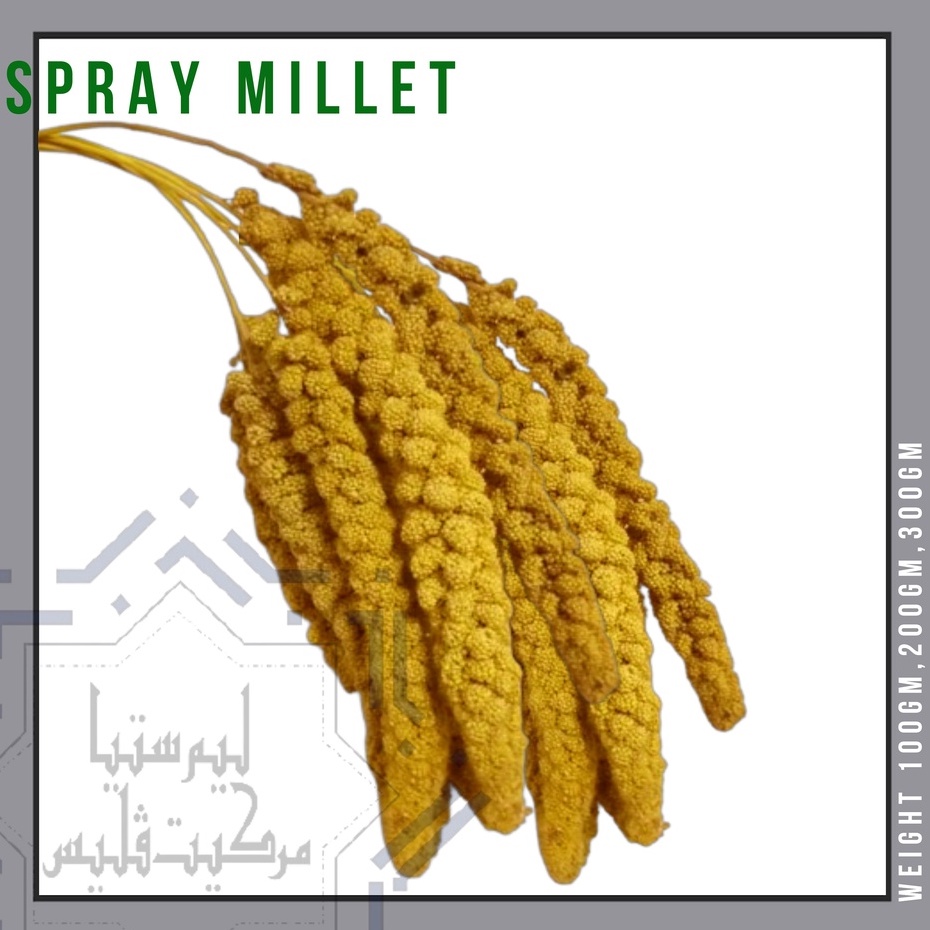 Spray Millet Yellow Millet For Pets Treats Or Food Birds Parrot Hamster Squirrel Food Shopee