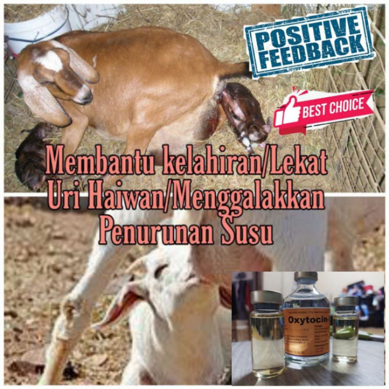 OXYTOCIN LEMBU/KAMBING/KUCING/ANJING  Shopee Malaysia