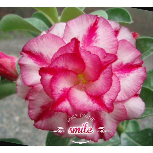 Offer Rm 3 50 Adenium 1 Seed台湾富贵花种子一粒taiwan Imported Bunga Kemboja Benih Flower Seeds