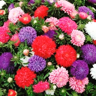 pokok bunga aster FAST SELLING Shopee Malaysia pokok bunga aster FAST SELLING Shopee Malaysia