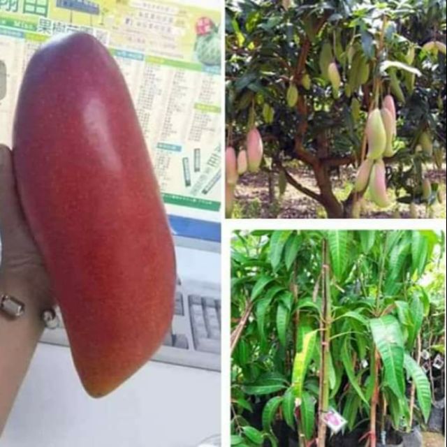 Mangga gajah merah