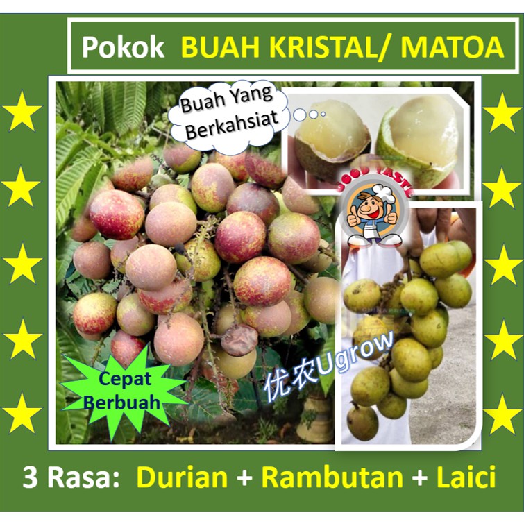 Buy Anak Pokok Longan MATOA Longan KRISTAL Longan Kasai Longan 