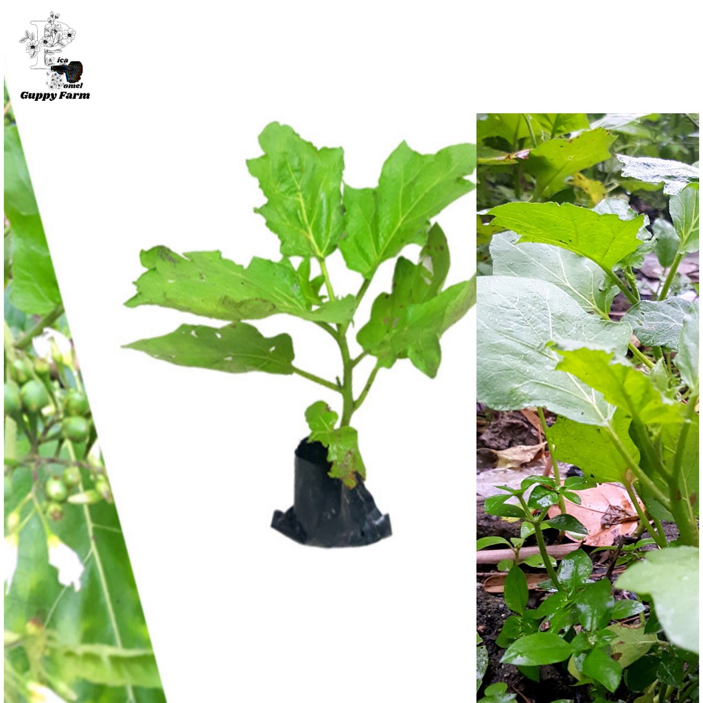 Buy Anak Pokok Terung Pipit Terung Belanda Turkey Berry Pea Eggplant Solanum Torvum Seetracker Malaysia