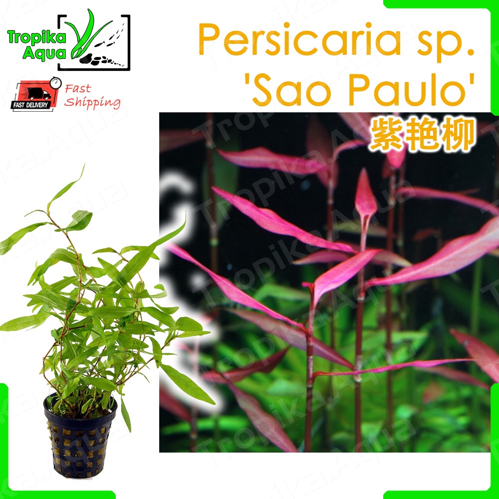 Polygonum sp (Persicaria sp. Sao Paulo) 紫艳柳 - aquarium aqua plant [medium]