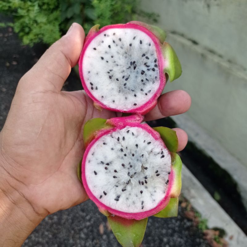 Dragon Fruits Vietnam White / Alice / White Dragon Fruits