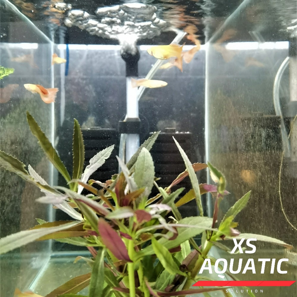 Aquatic Plant Limnophila Aromatica Emersed 新百叶 水草 水上叶