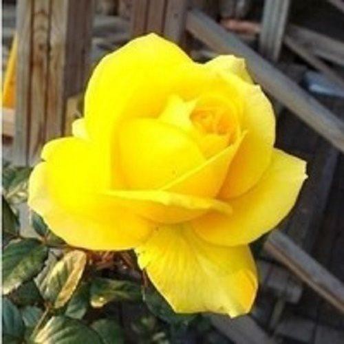 3x Packs Yellow Rose Flower Seeds Local Ready Stocks Shopee Malaysia