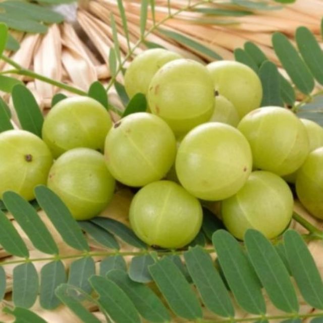 [ REAL LIVE ] ANAK BENIH POKOK BUAH MELAKA | Shopee Malaysia