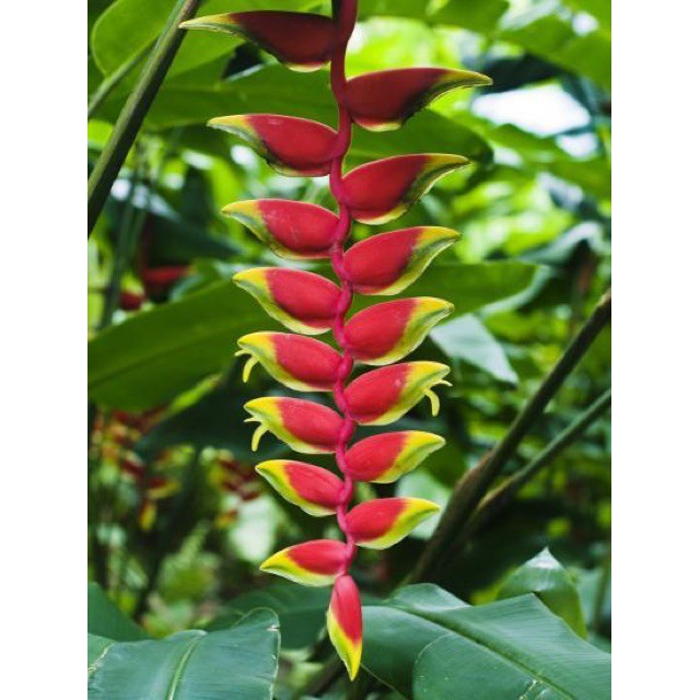 Pokok Sepit Udang Rhizome Heliconia Rostrata Bird Of Paradise Rhizome Shopee Malaysia