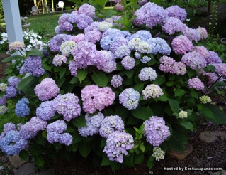 Anak Pokok Bunga Siti Zubaidah / Hydrangea / Bunga Kembang ...