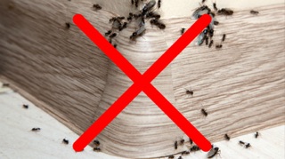 10g REPACK ubat penghalau semut dan anai-anai tabur je kat 