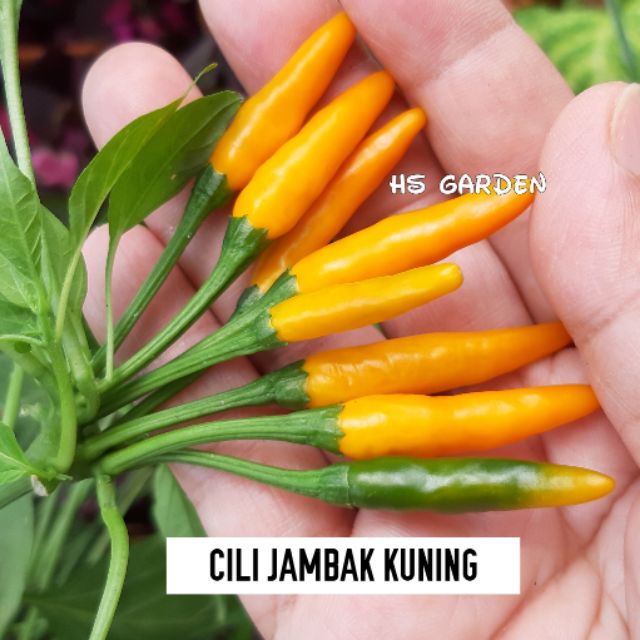 Benih Cili Jambak Kuning 20 Biji •seeds Shopee Malaysia