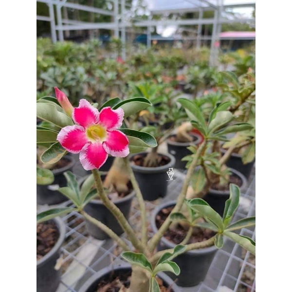 Buy Scl Adenium Pelbagai Warna Dan Jenis Bunga Seetracker Malaysia