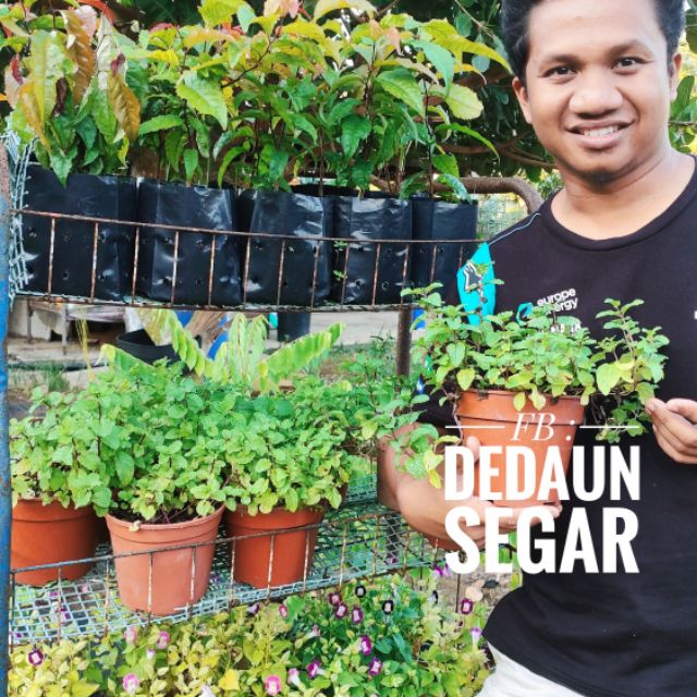 Anak  Pokok  Pudina Poli Bag Shopee Malaysia