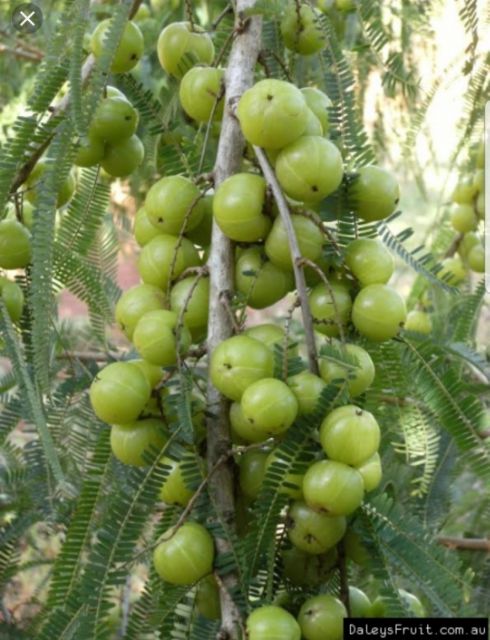 Real Live Anak Benih Pokok Buah Melaka Shopee Malaysia