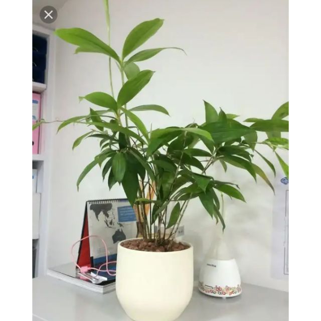 Japanese bamboo plant Shopee Malaysia