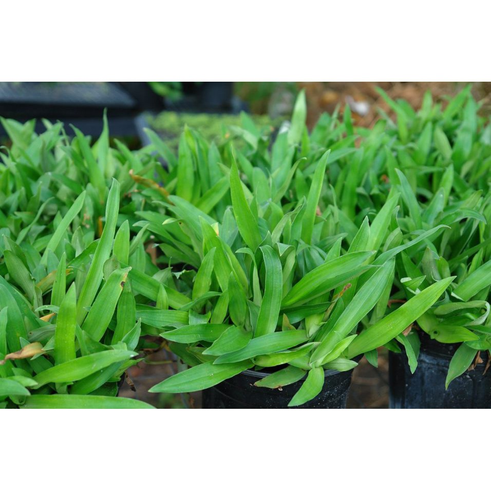 Rumput Beijing Rumput Cina Beijing Grass Plant Shopee Malaysia